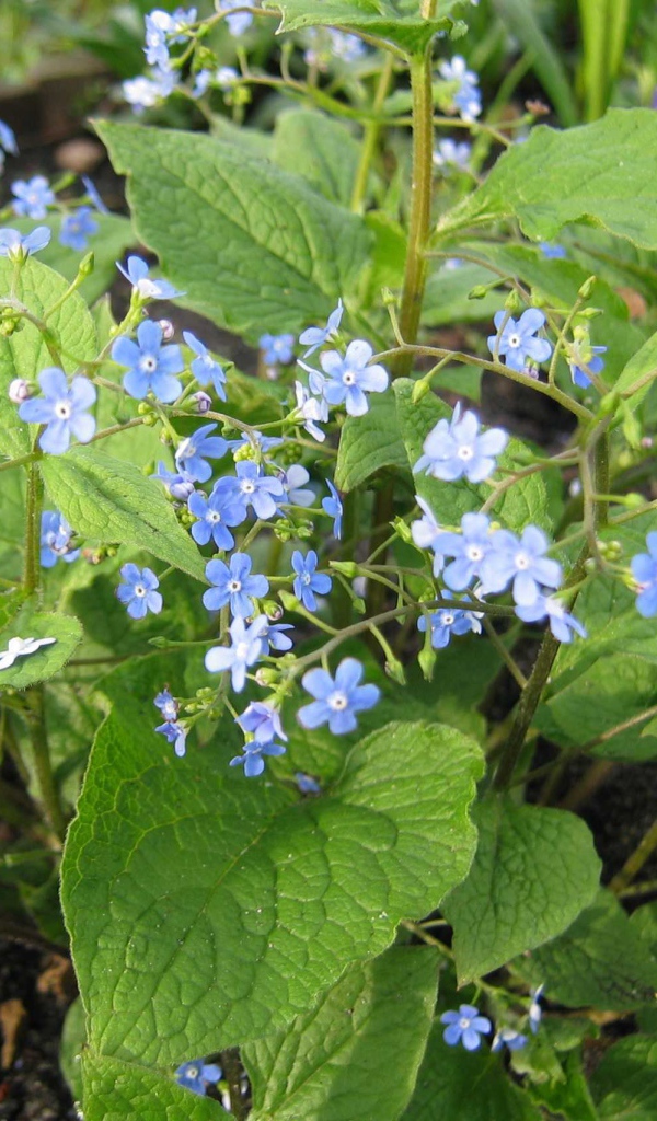 Красивые цветы бруннера в лесу