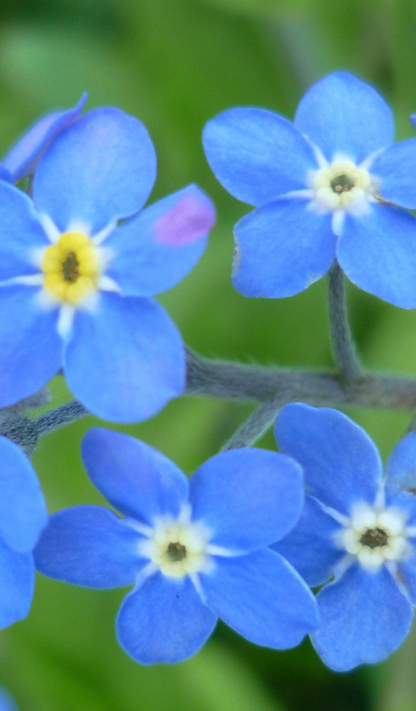 Красивые цветы бруннера в саду