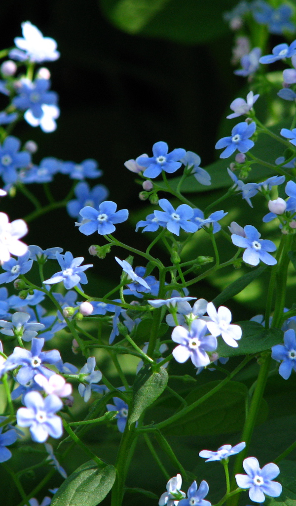 Красивые цветы бруннера на солнце