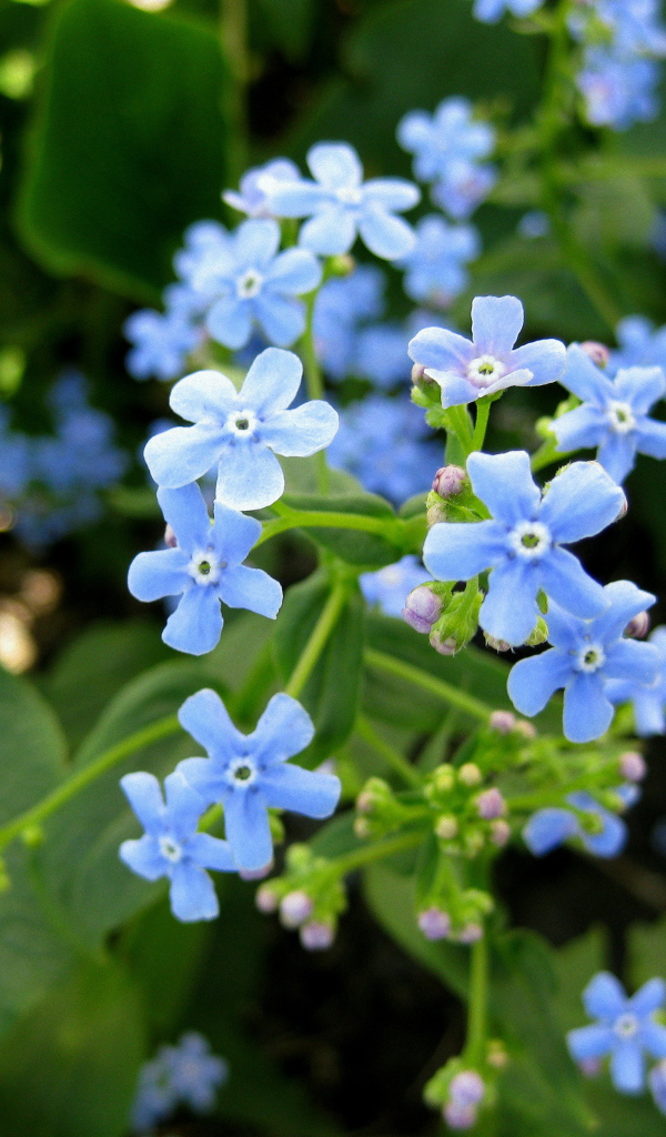 Бруннера красивое многолетнее растение