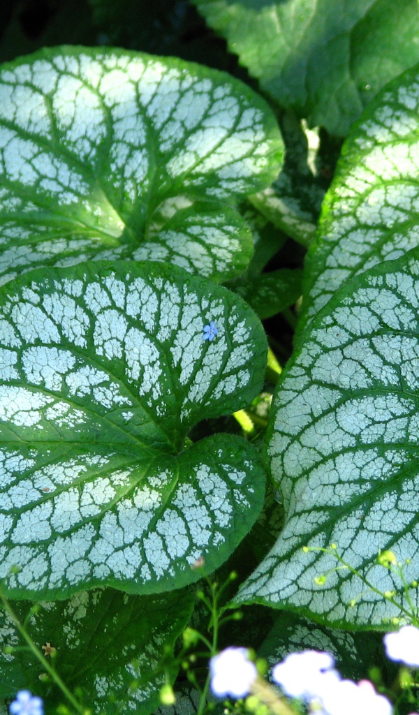 Красивое растение бруннера в лесу