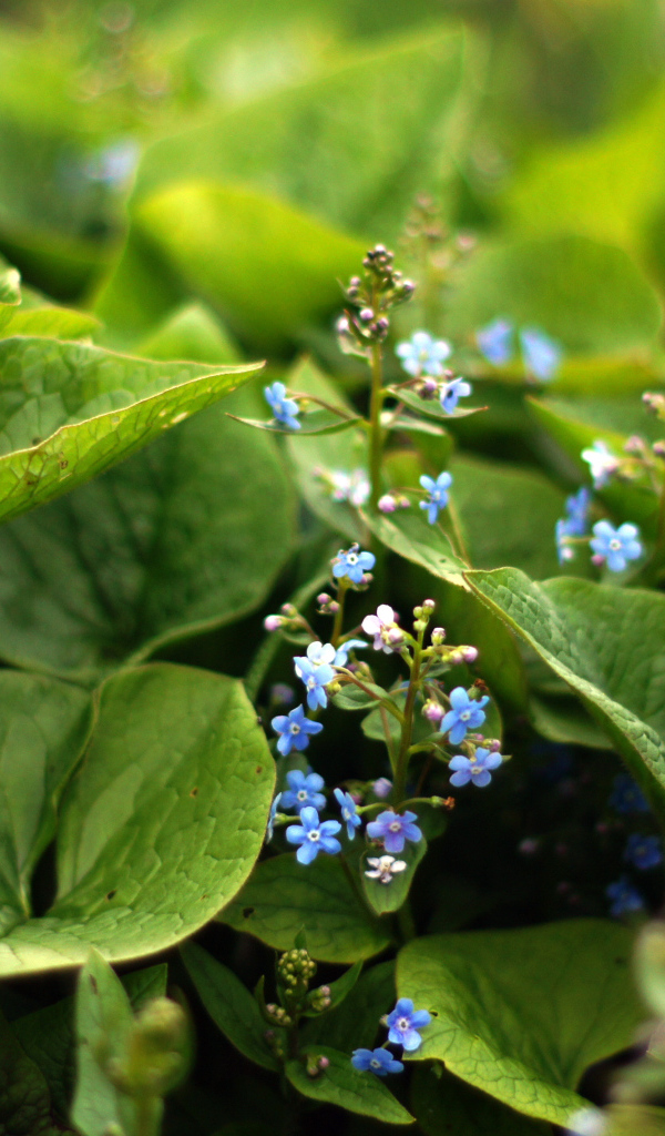Цветы бруннера растет на Кавказе и юго-востоке Азии