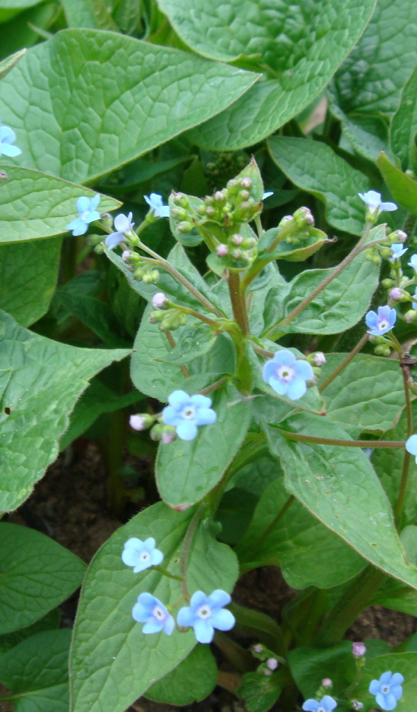 Многолетнее растение бруннера в лесу
