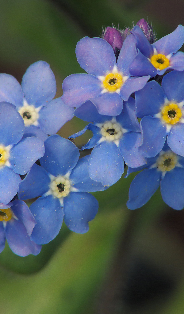 Многолетнее растение бруннера в саду
