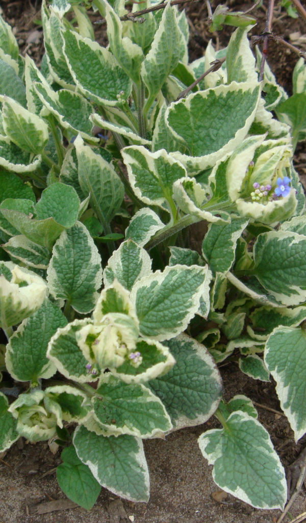 Многолетнее растение бруннера в парке