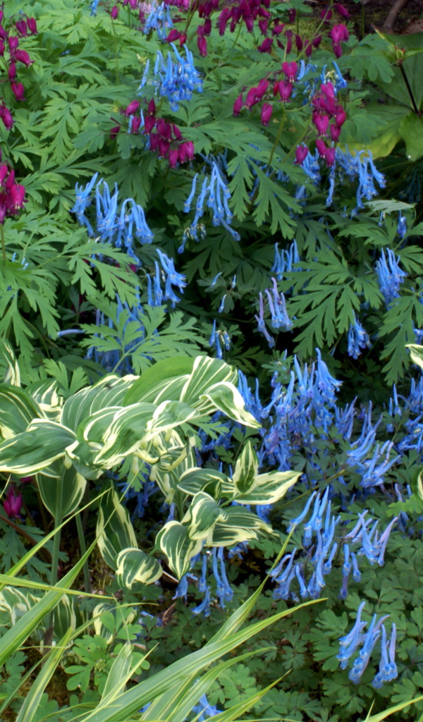 Растение бруннера в саду