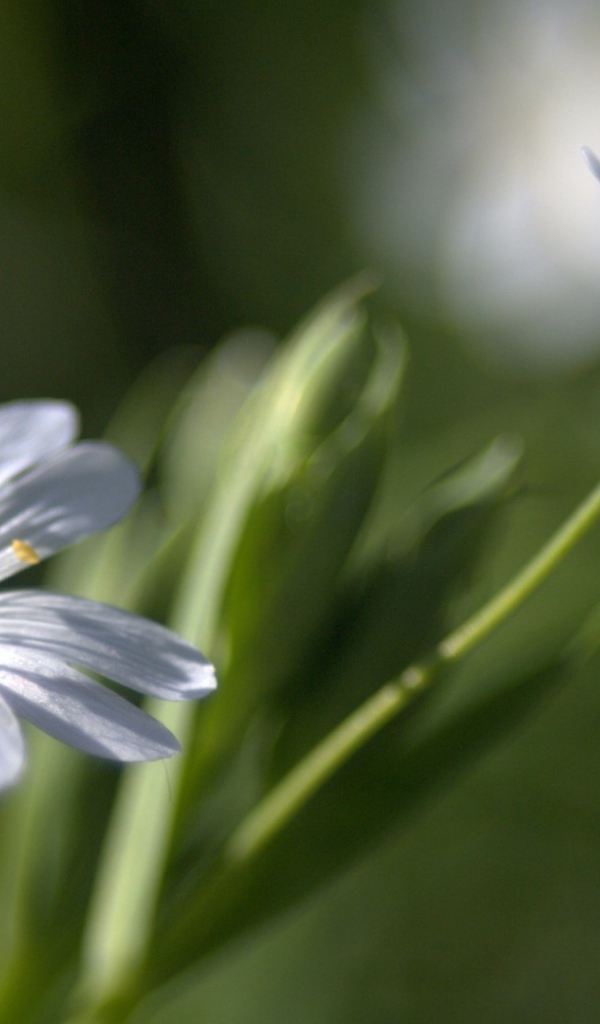 Бутон и цветок в дымке