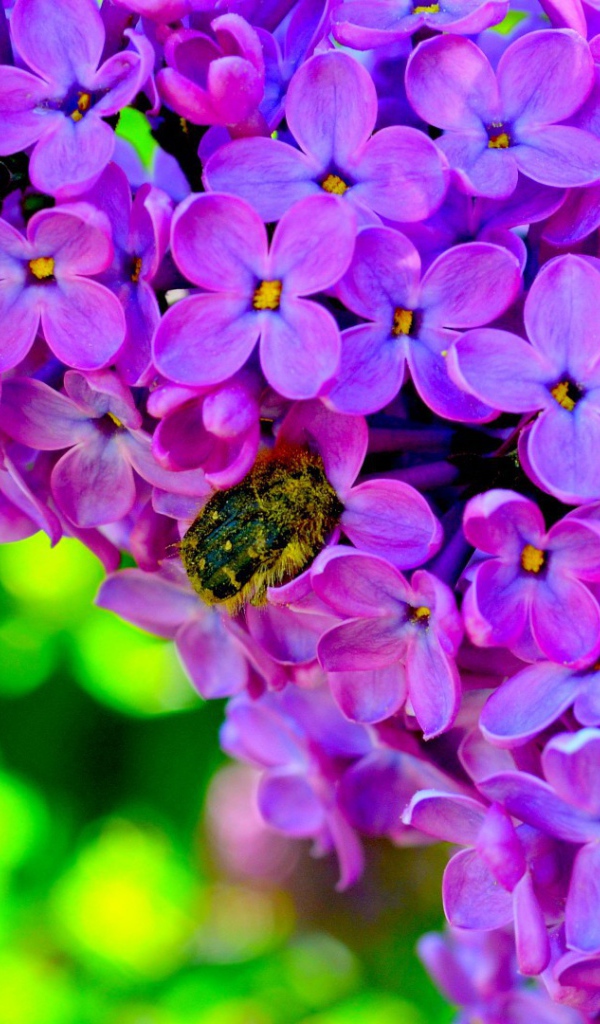 Шмель на сирени