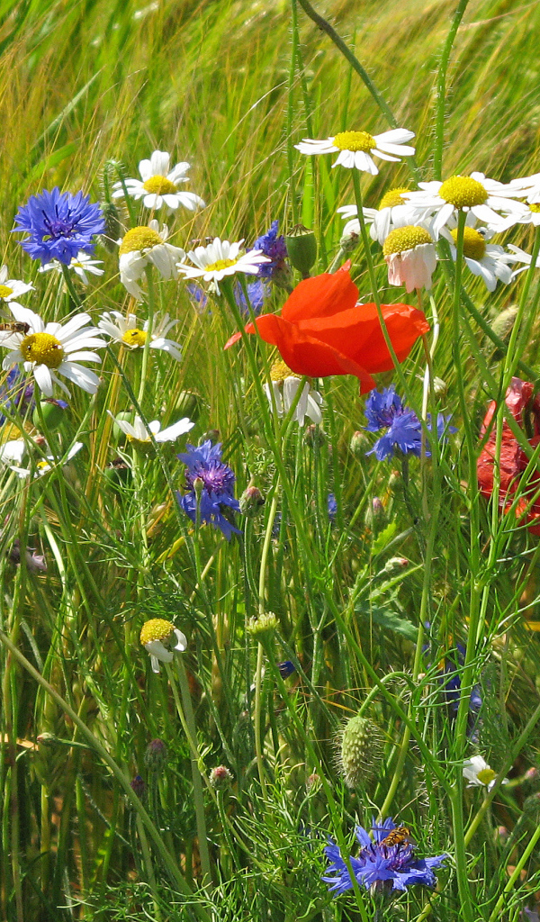 Семейка полевых цветов