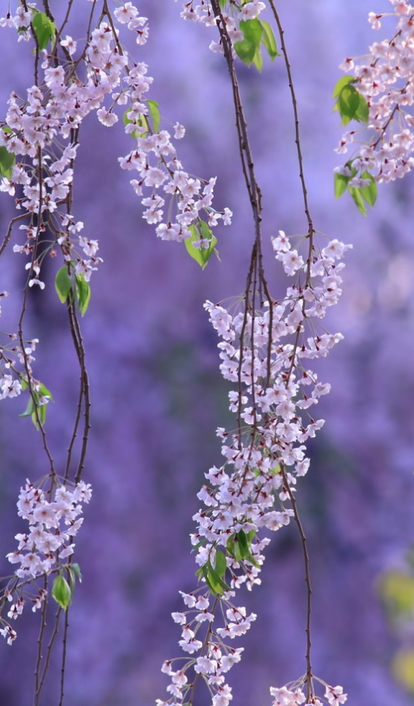 Гроздья из цветов