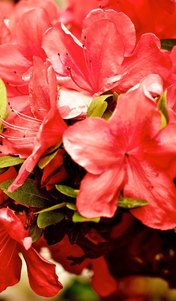 Куст красных цветов