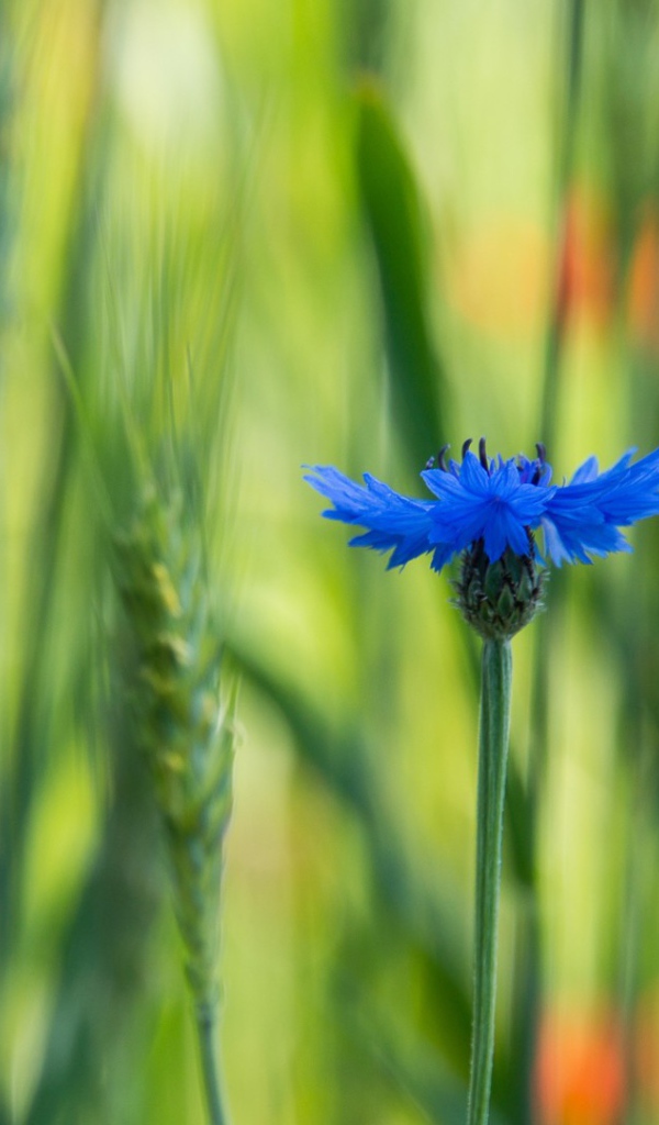 Лютик в поле