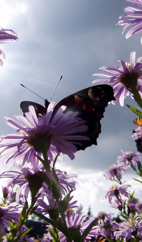 Бабочка на ромашках