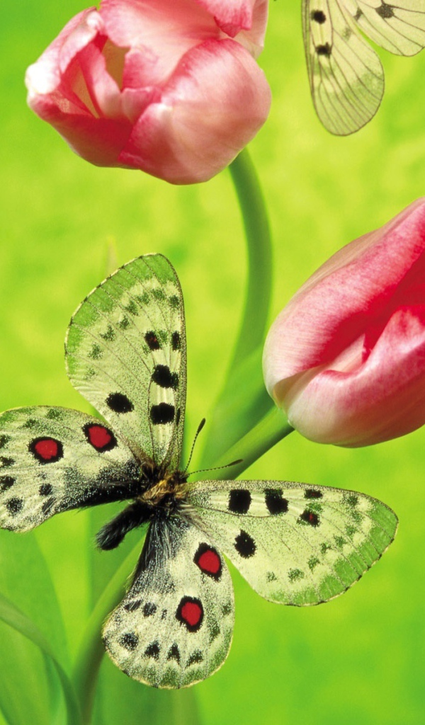 Бабочка на тюльпане