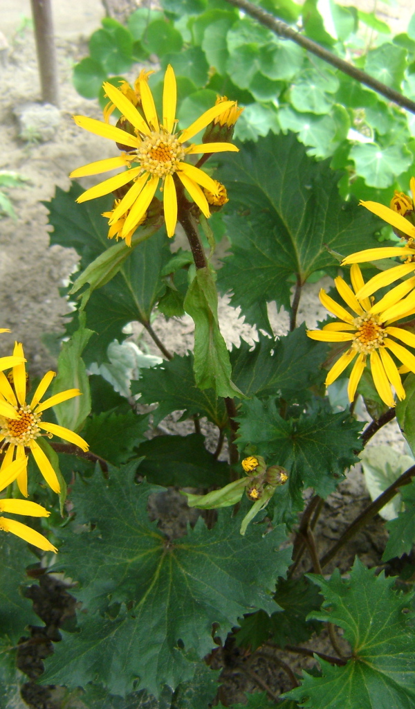 Красивый бузульник в саду