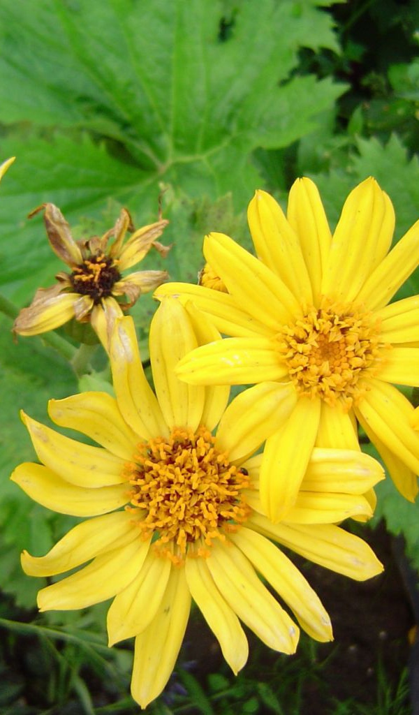 Красивое растение бузульник в парке