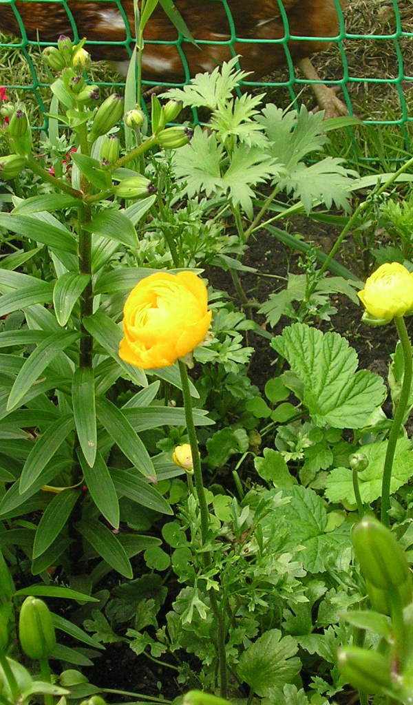 Растение бузульник на дачном участке