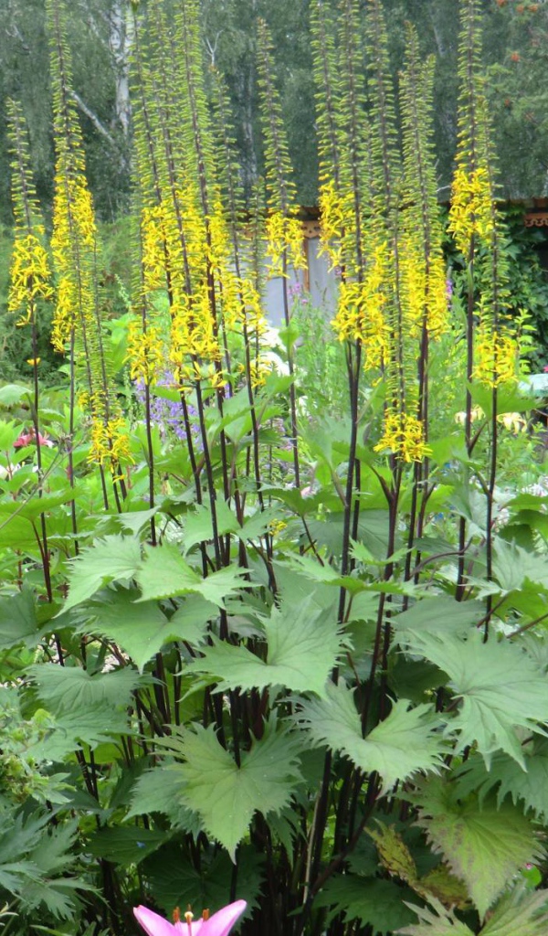 Растения бузульник в саду