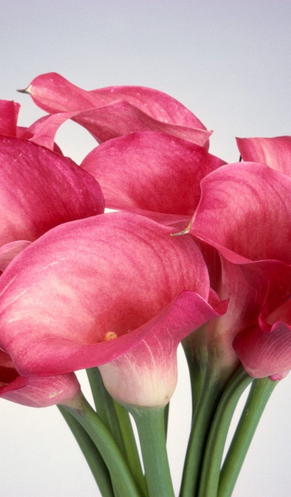 Калла лилии