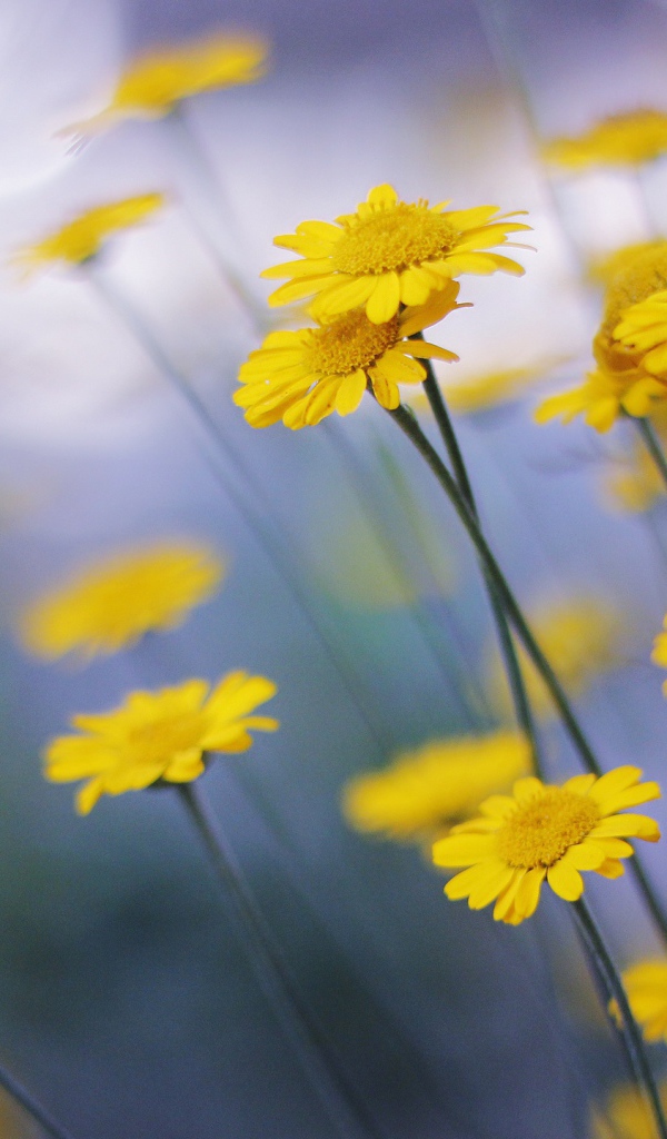 Желтые ромашки