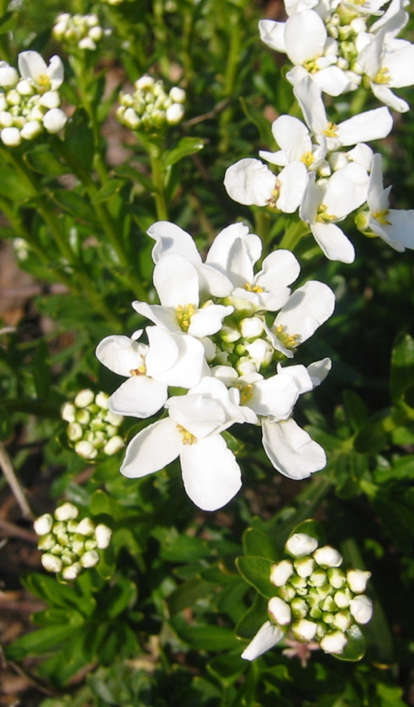 Кавказская резуха на поляне