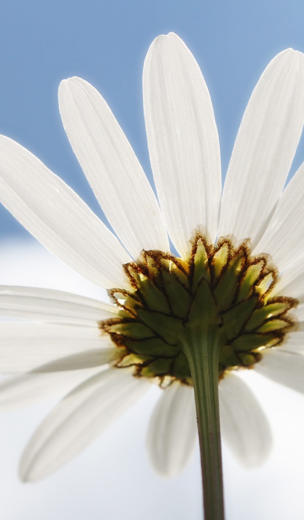 Ромашка на фоне неба