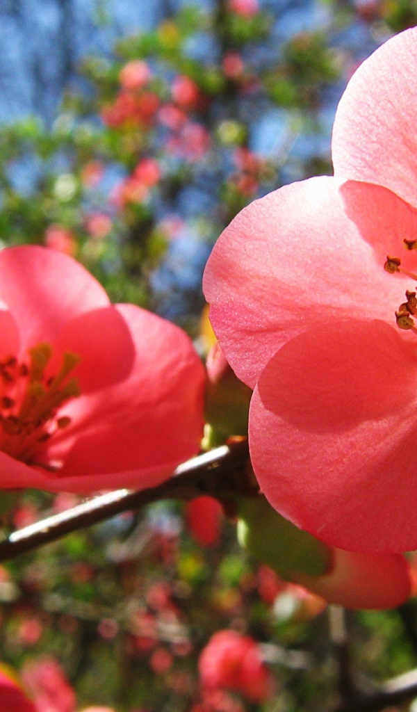 Цветы вишни