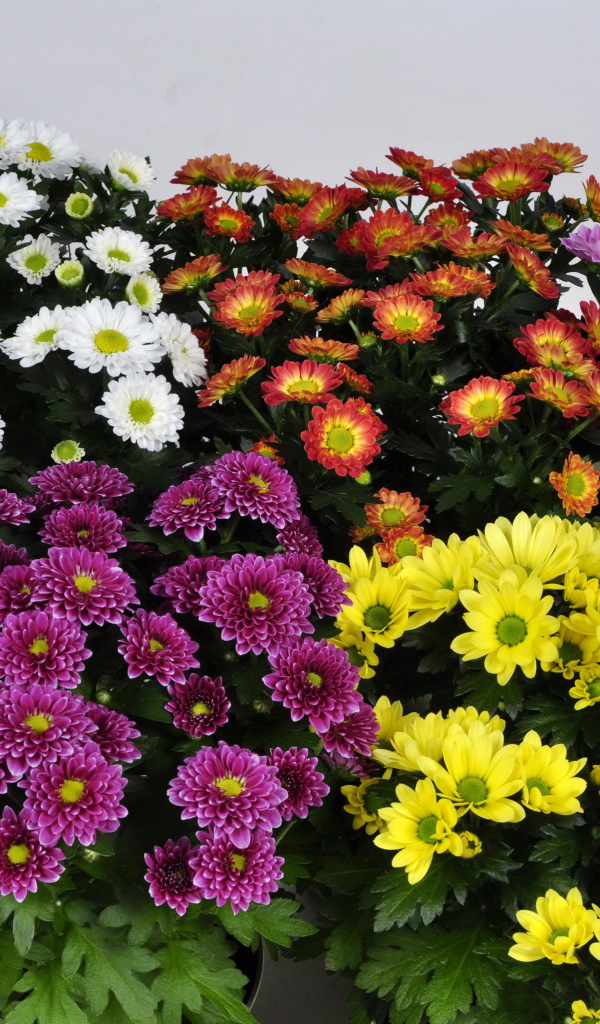 Букет цветов хризантема