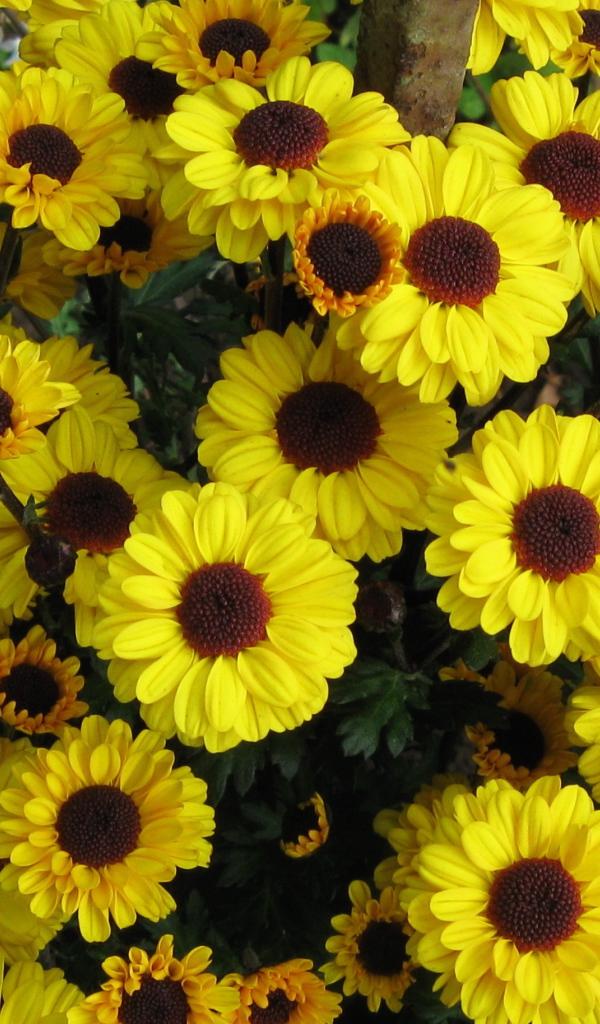 Выращивание цветов хризантема в саду