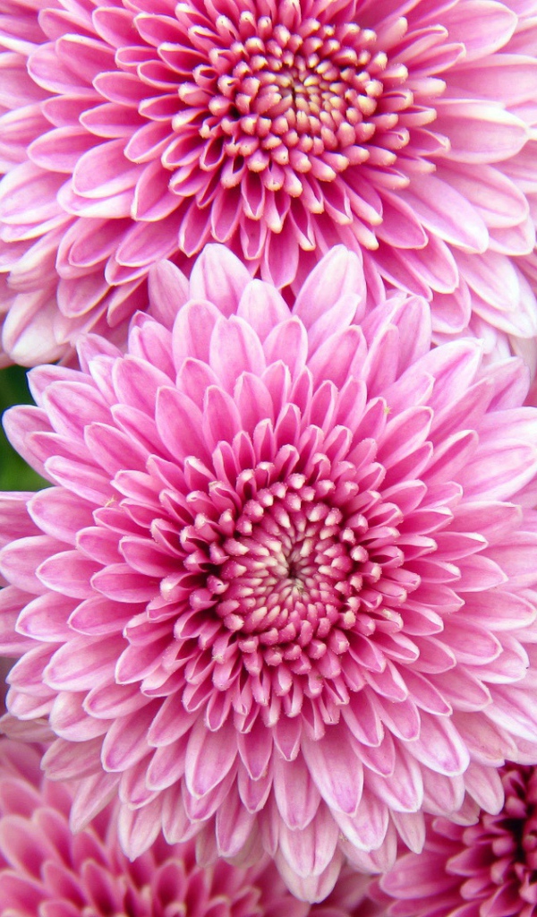 Хризантемы