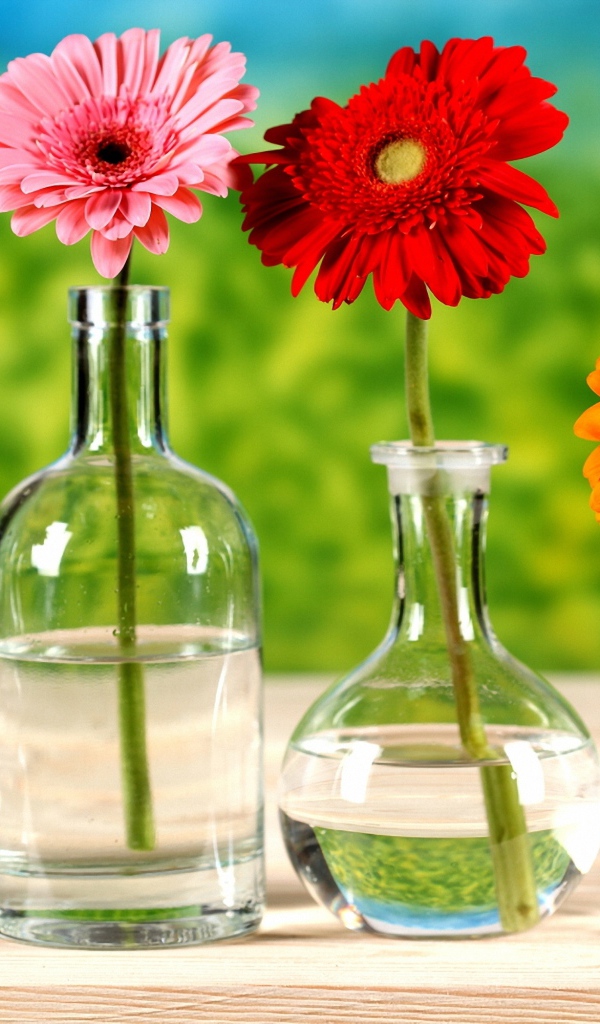 Хризантемы в бутылках