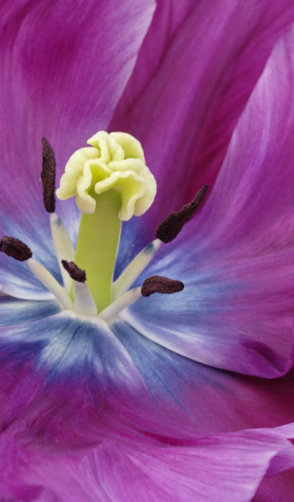 Внутри фиолетового тюльпана