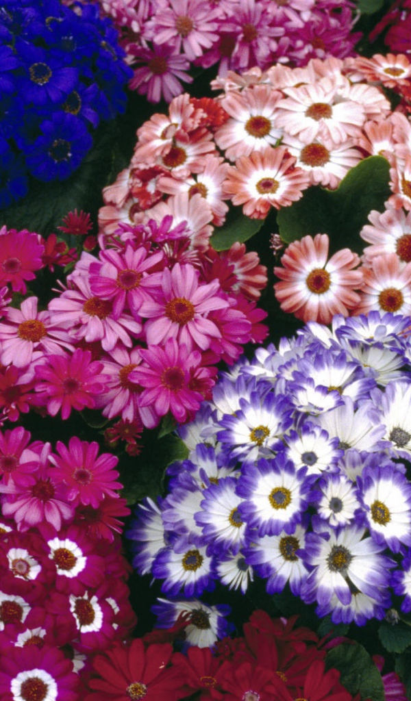 Красочный букет