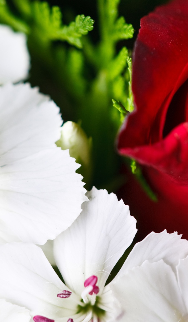 Красочные цветы