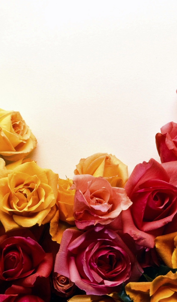 Разноцветные розы