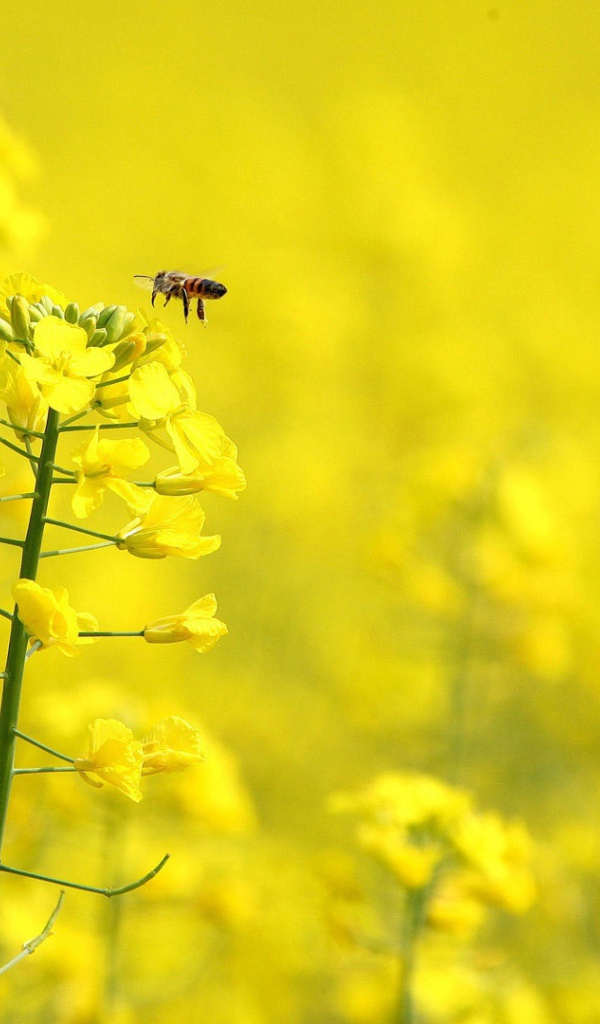 Желтые цветы