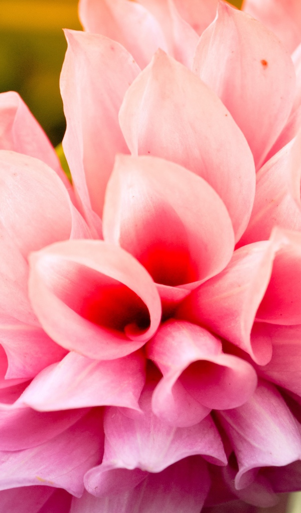 Прохладный цветок