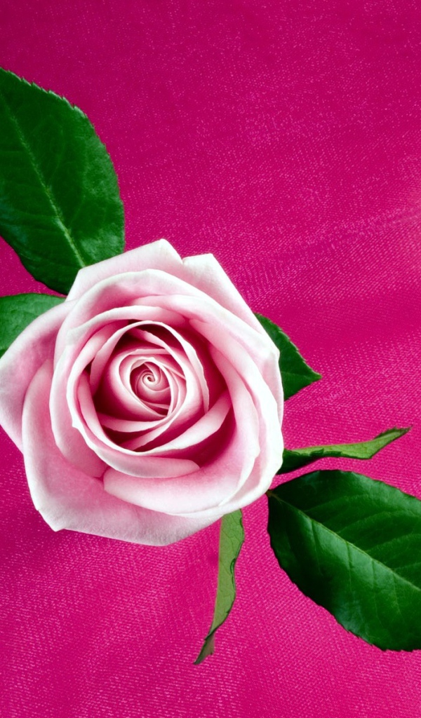 Прохладная розовая роза