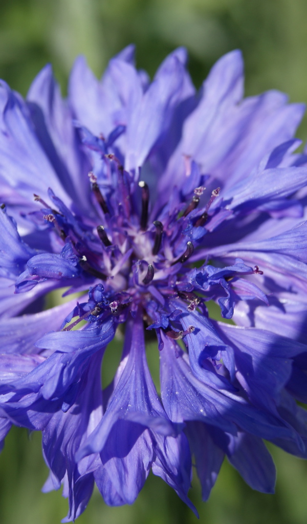 Красивые цветы васильки в парке