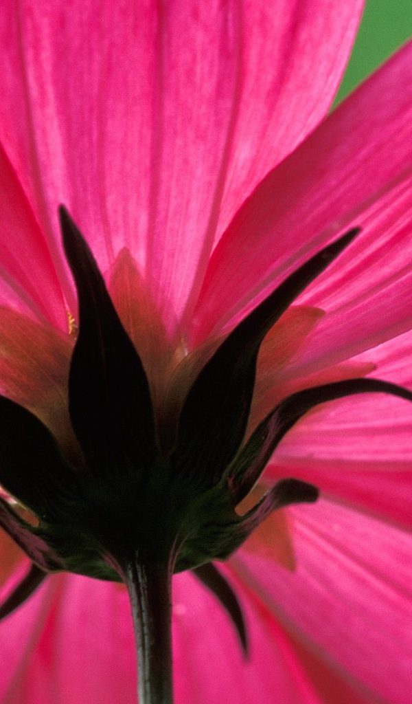 Космический цветок