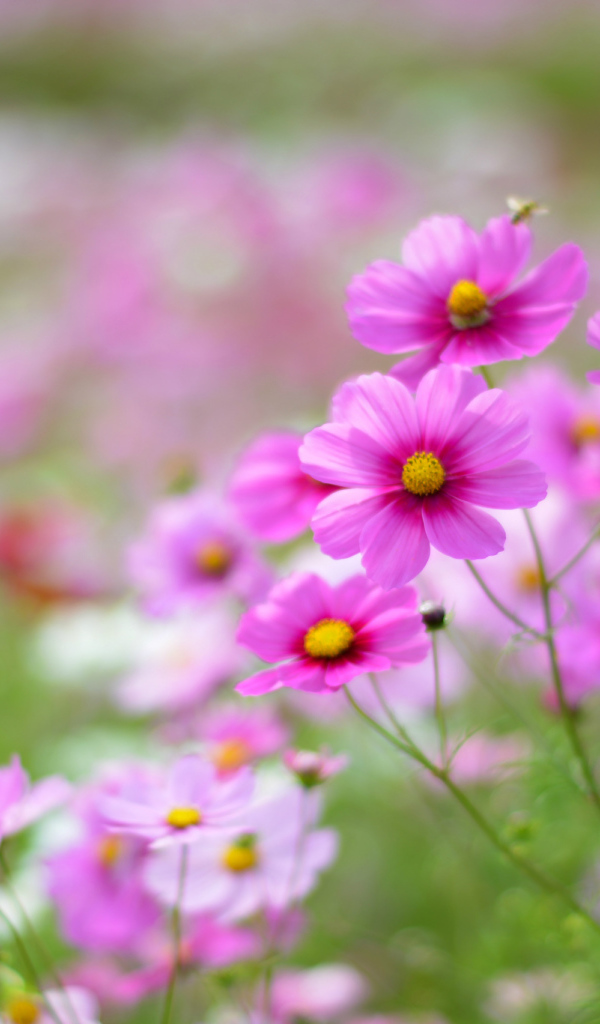 Выращивание цветов космея в саду