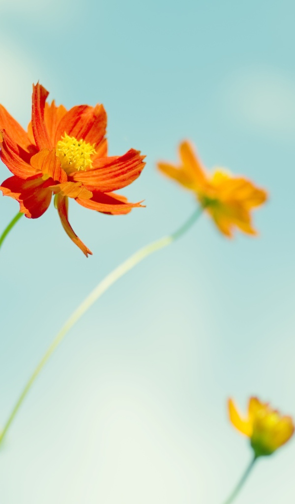 Космические цветы