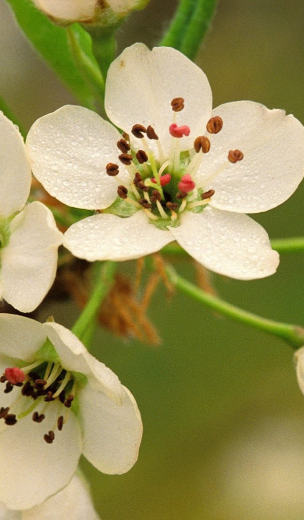 Весеннее цветение