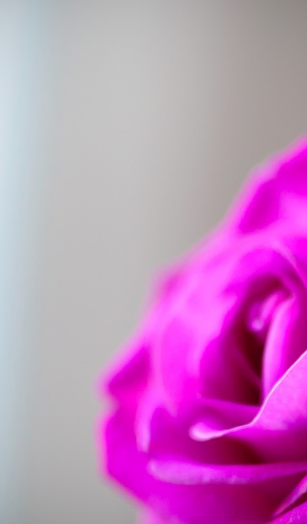 Mалиновая роза