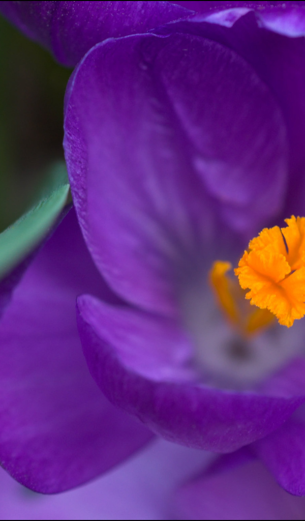 Крокус прекрасный цветок