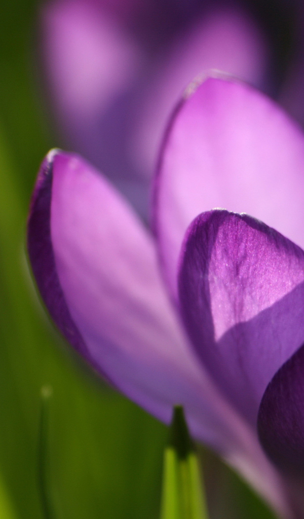 Крокус красивые цветы