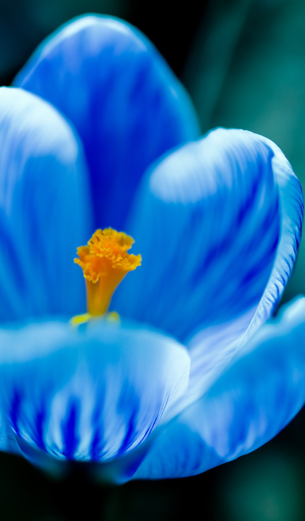 Крокус прекрасные весенние цветы       