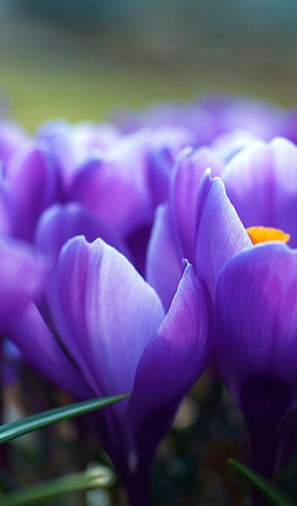 Цветы крокуса