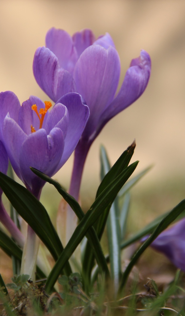 Цветы крокусы в лесу