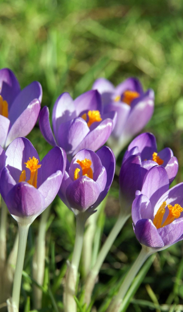 Крокус-цветы весны